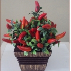 Arranjo pimentinha